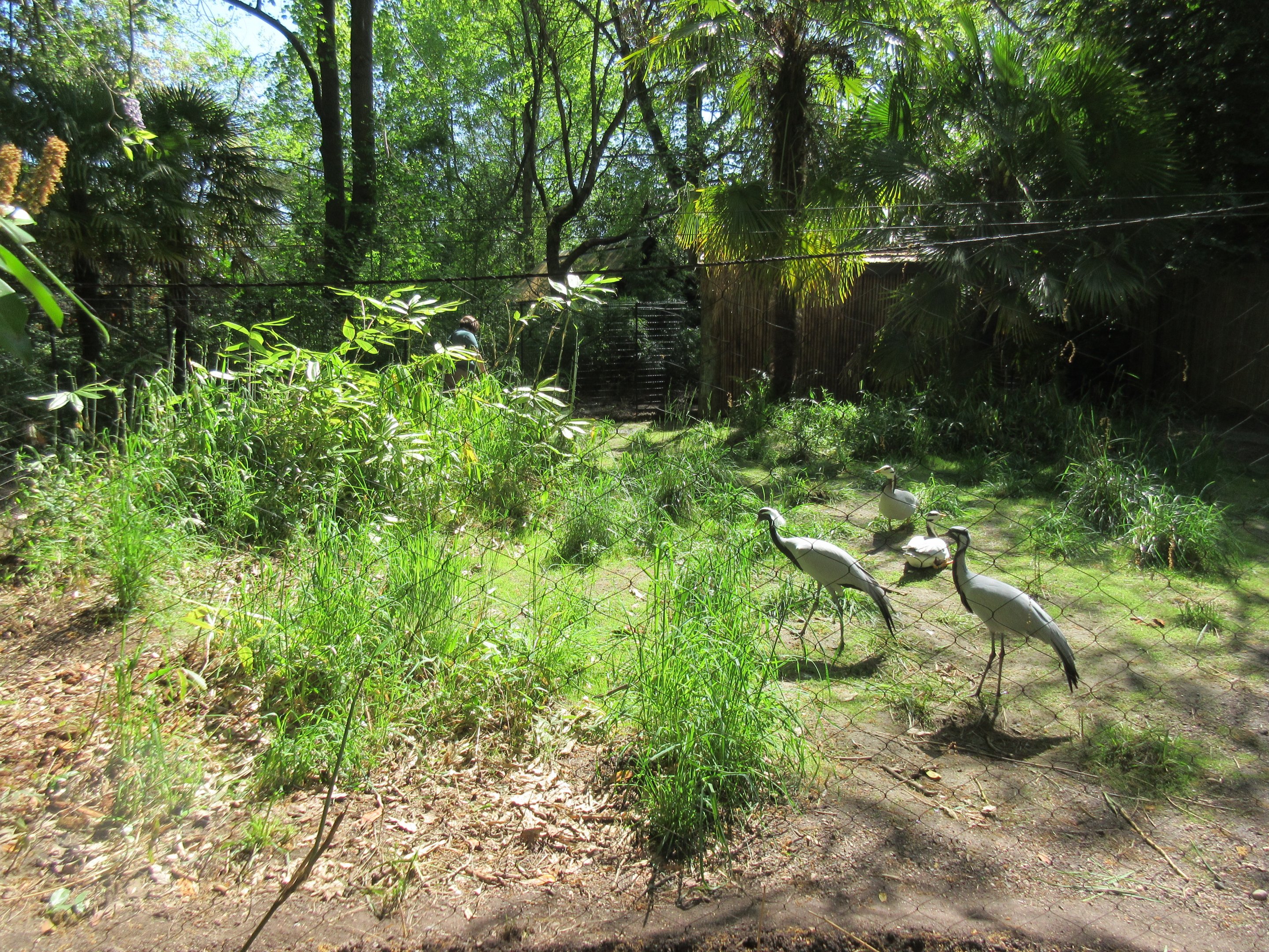Demoiselle Crane/Bar-Headed Goose Exhibit (New in 2018)