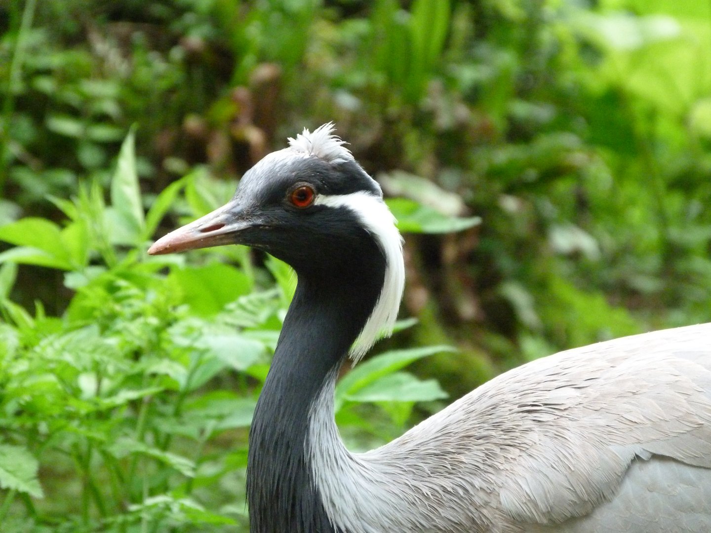 Demoiselle crane -Bioparc de Doué la Fontaine (2025)