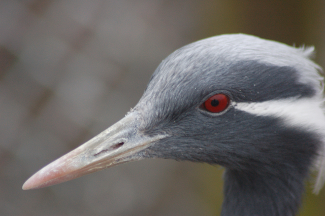 Demoiselle crane, Blackbrook, 31.12.08