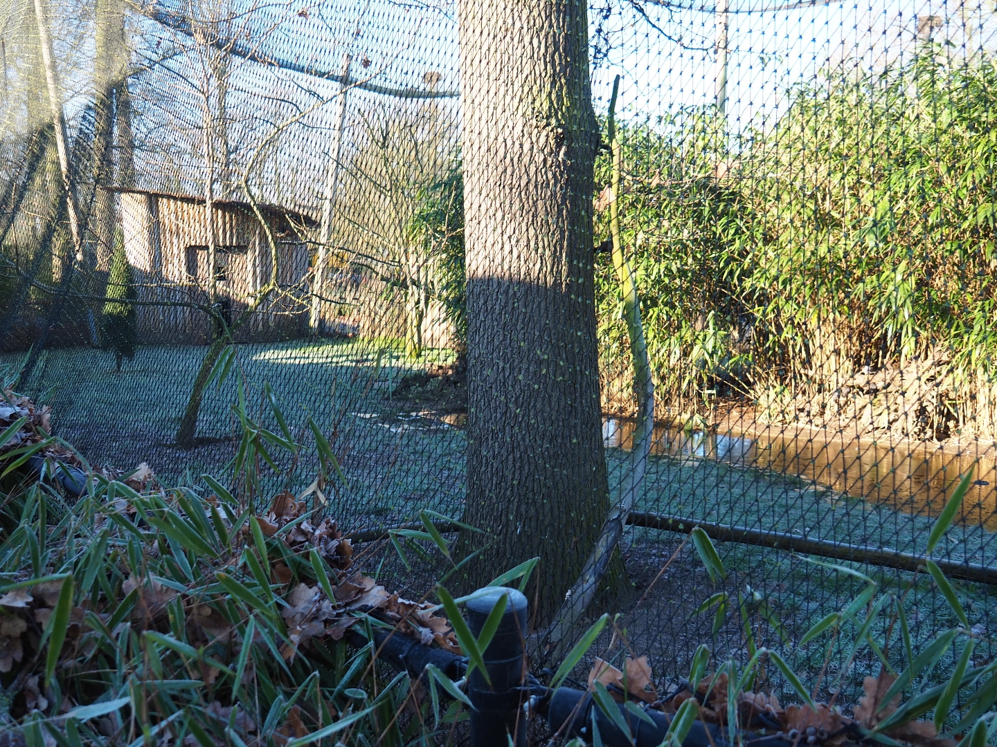 Demoiselle crane - Blue peafowl - Himalayan monal - Bank myna aviary (Jan 20th, 2019)