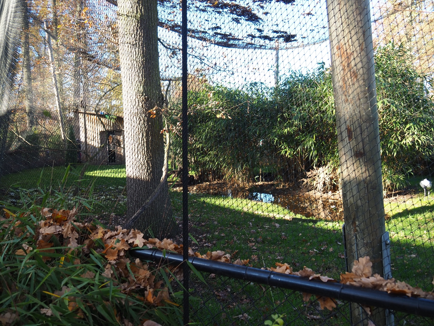 Demoiselle crane - Blue peafowl - Himalayan monal - Bank myna aviary (Nov 18th, 2018)