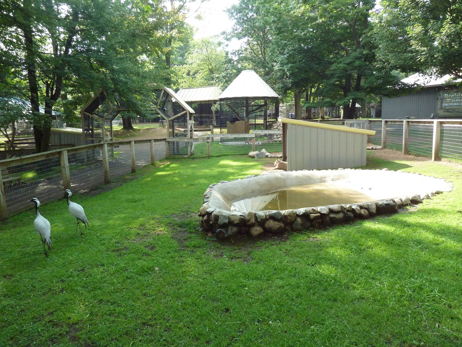 Demoiselle Crane/Capybara Exhibit