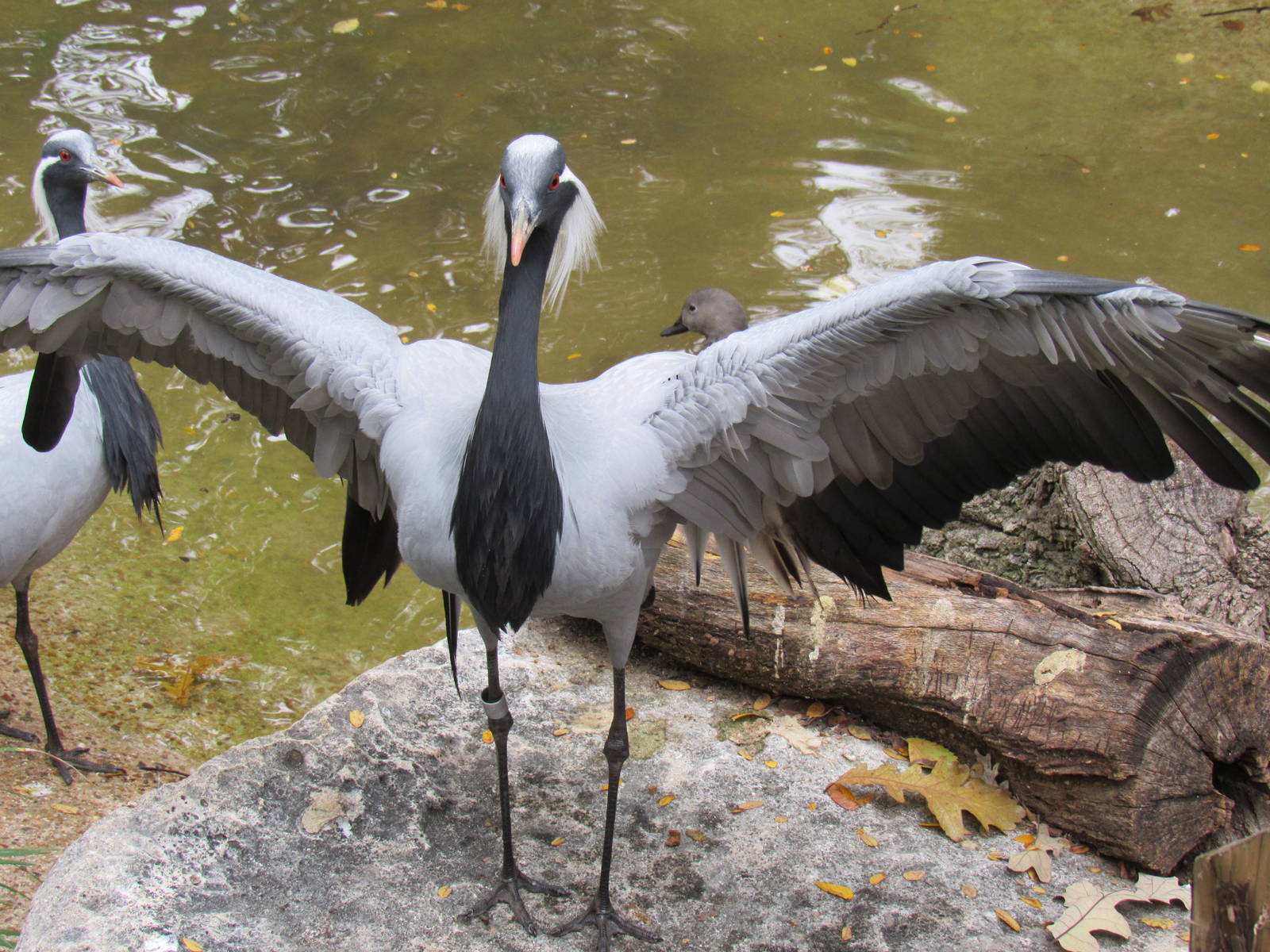 Demoiselle Crane Displaying