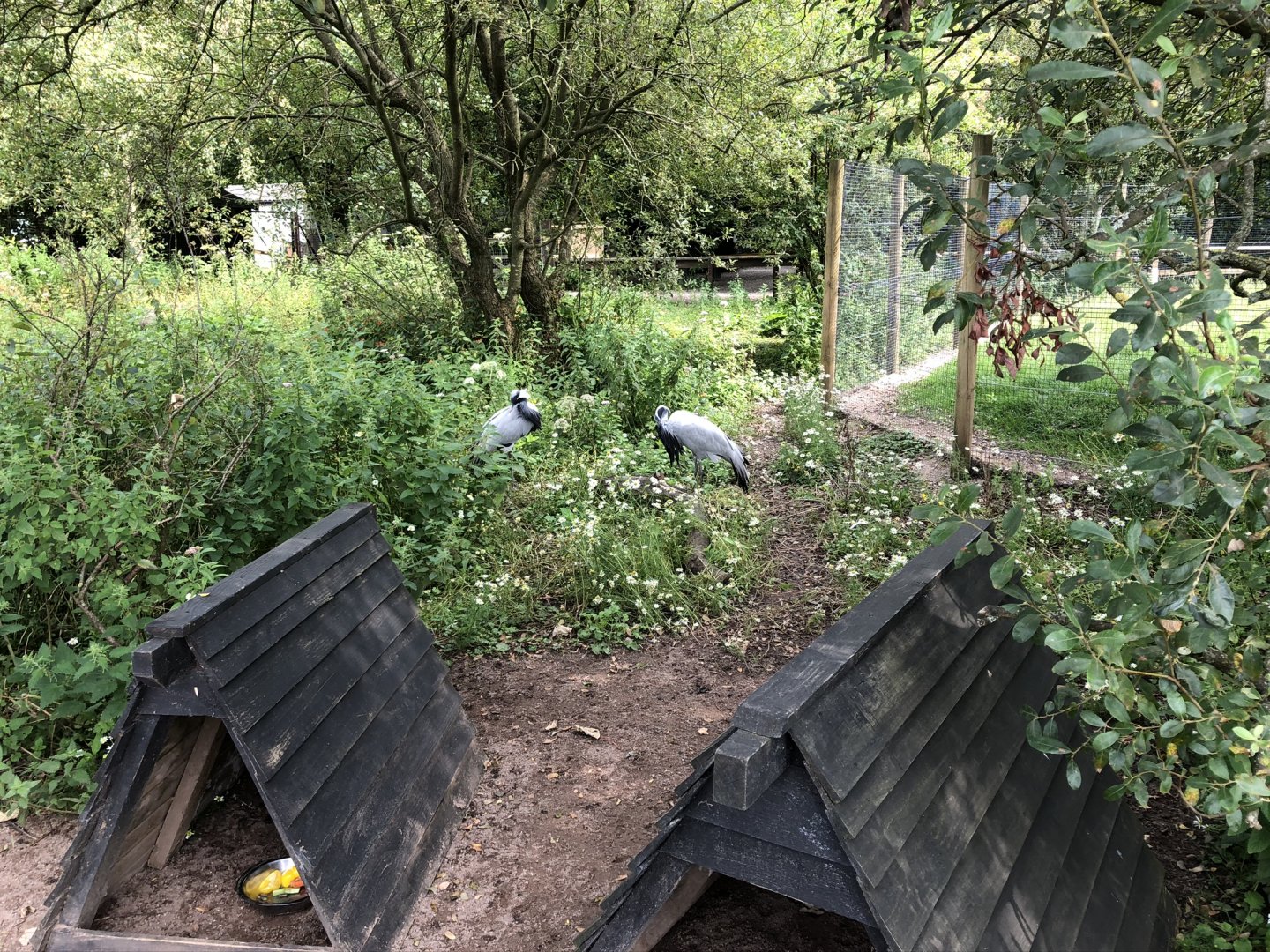 Demoiselle Crane Enclosure at Lakeland Wildlife Oasis (2020)