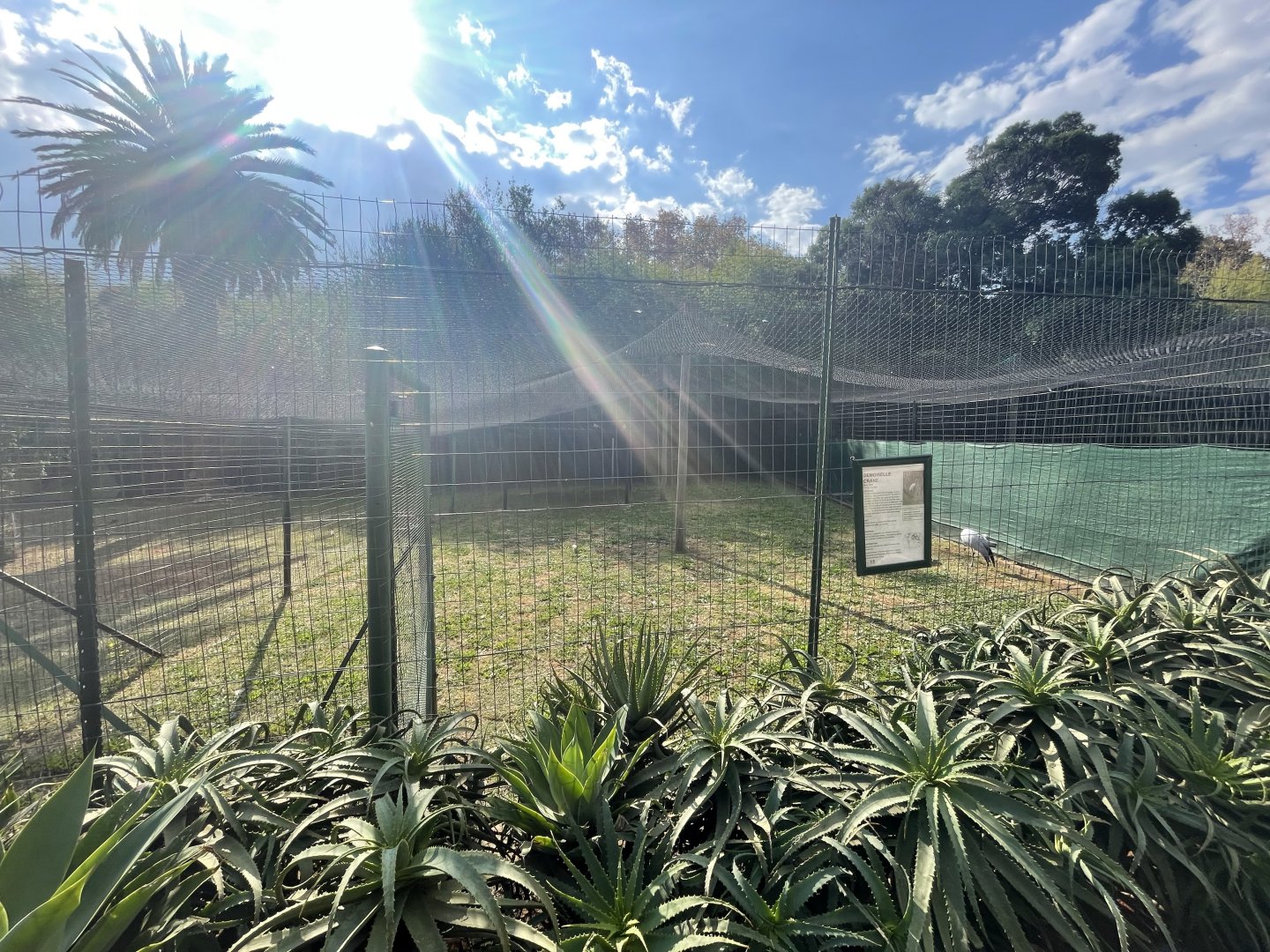 Demoiselle crane enclosure (Grus virgo)