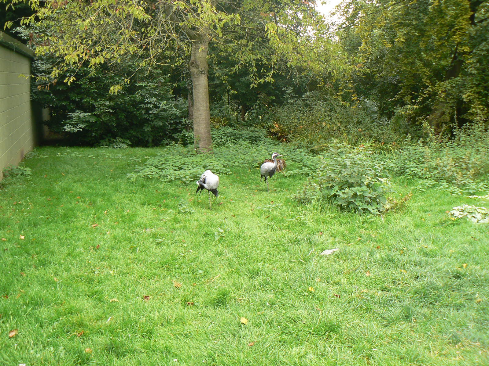 Demoiselle Crane Enclosure