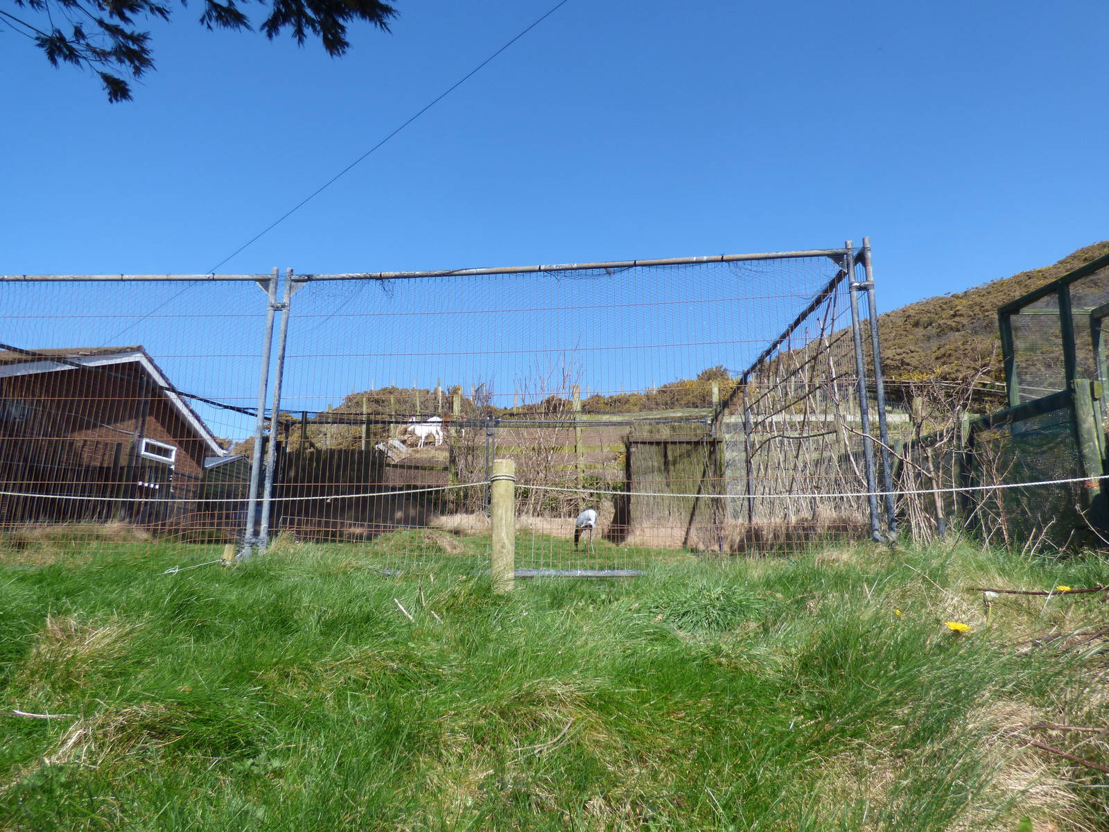 Demoiselle Crane Enclosure