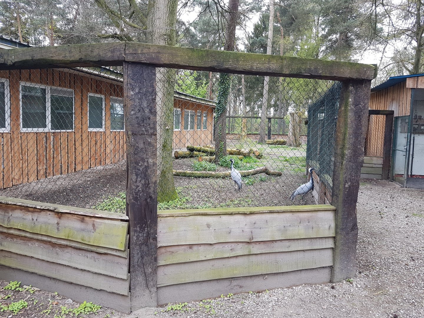 Demoiselle crane-enclosure