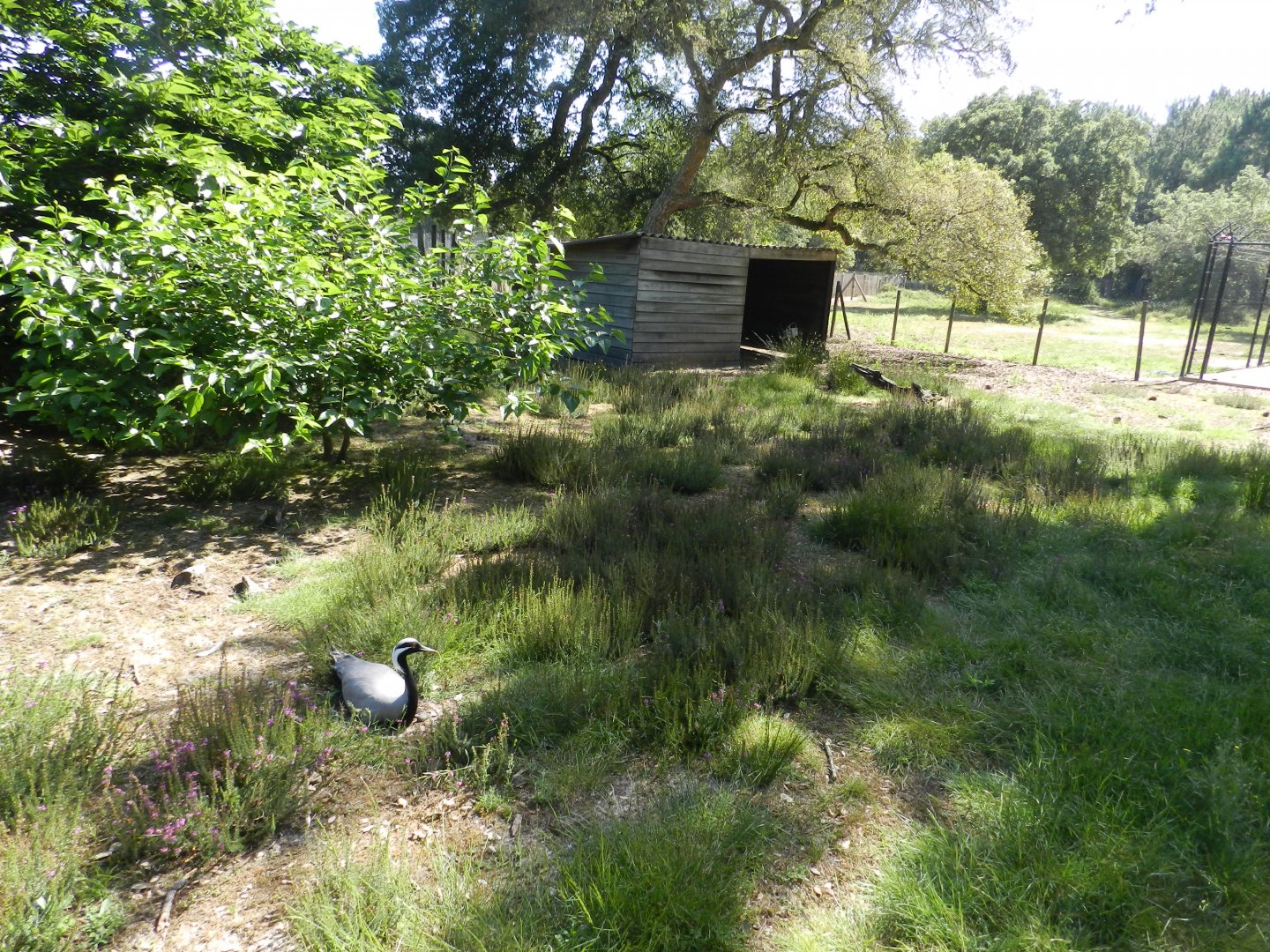 Demoiselle Crane enclosure