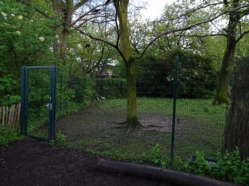 Demoiselle crane enclosure
