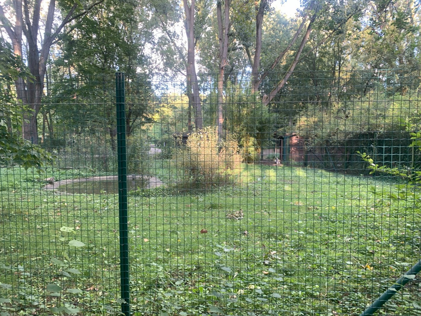 Demoiselle Crane enclosure