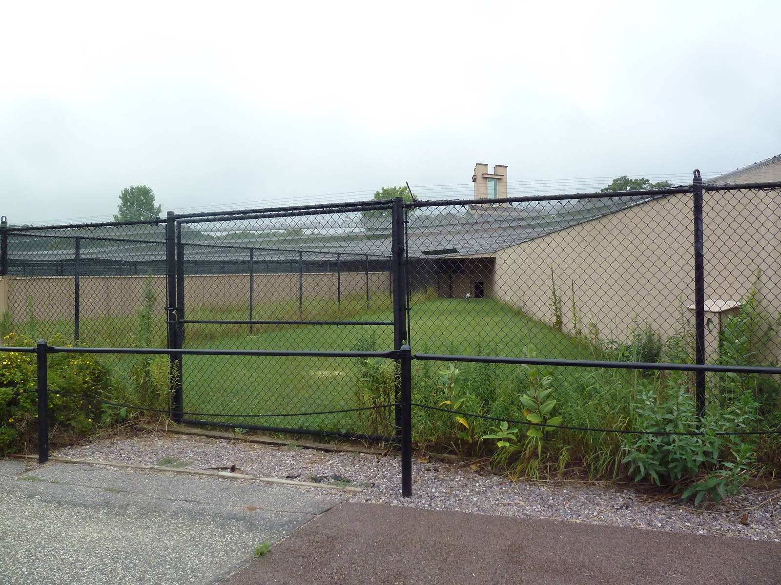 Demoiselle Crane Exhibit #1