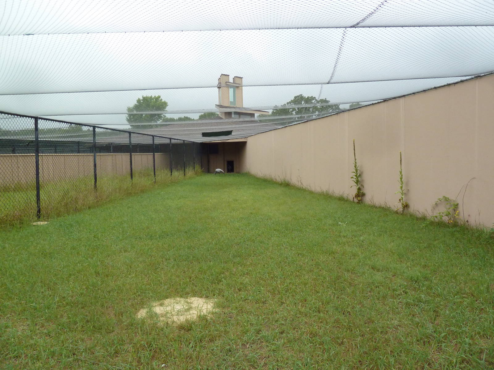 Demoiselle Crane Exhibit #1