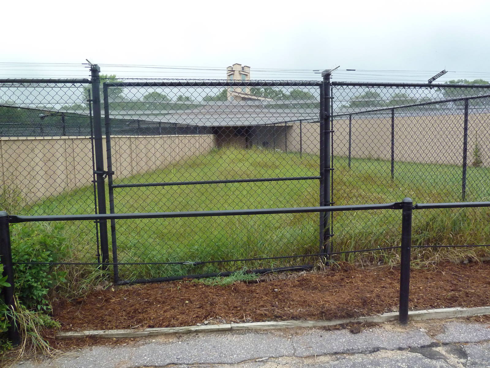 Demoiselle Crane Exhibit #2