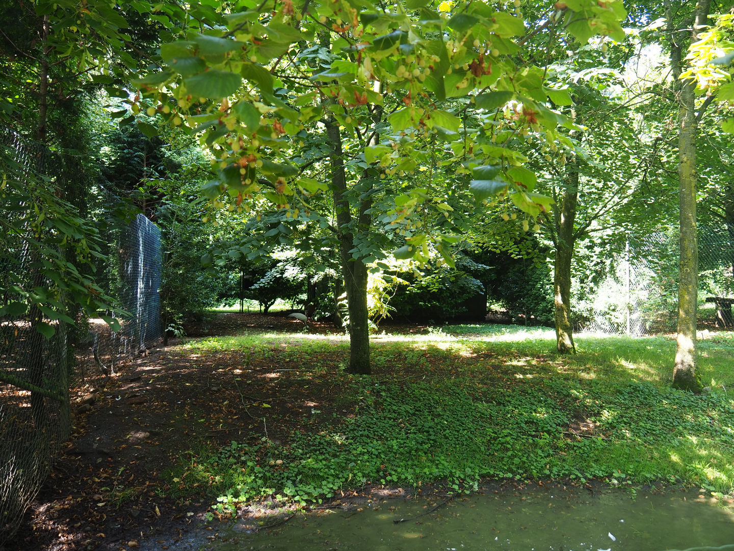 Demoiselle crane exhibit, 2019-08-04