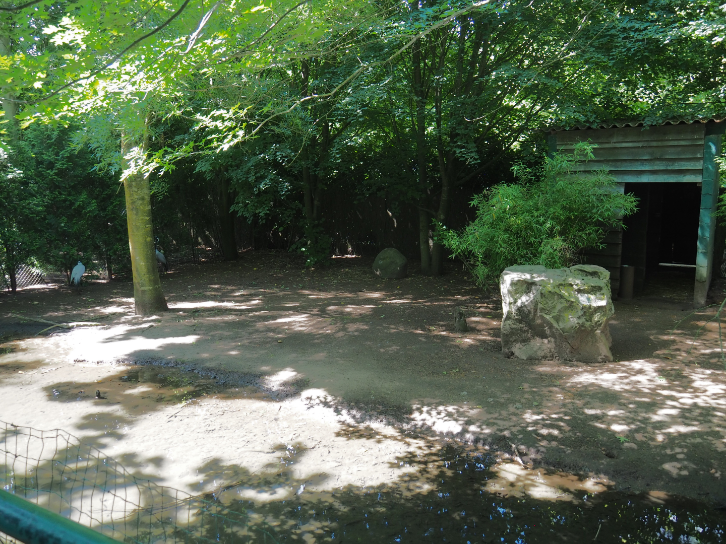Demoiselle crane exhibit, 2020-06-20