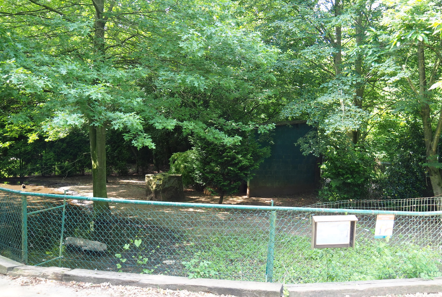 Demoiselle crane exhibit, 2021-06-15