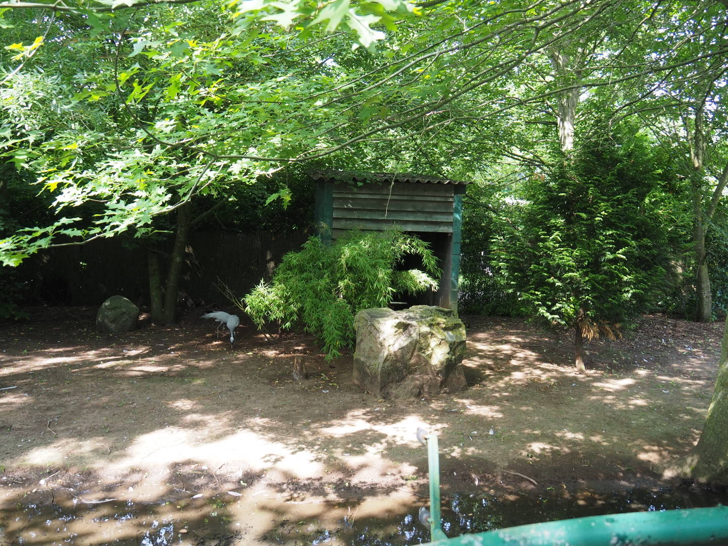 Demoiselle crane exhibit, 2021-06-15