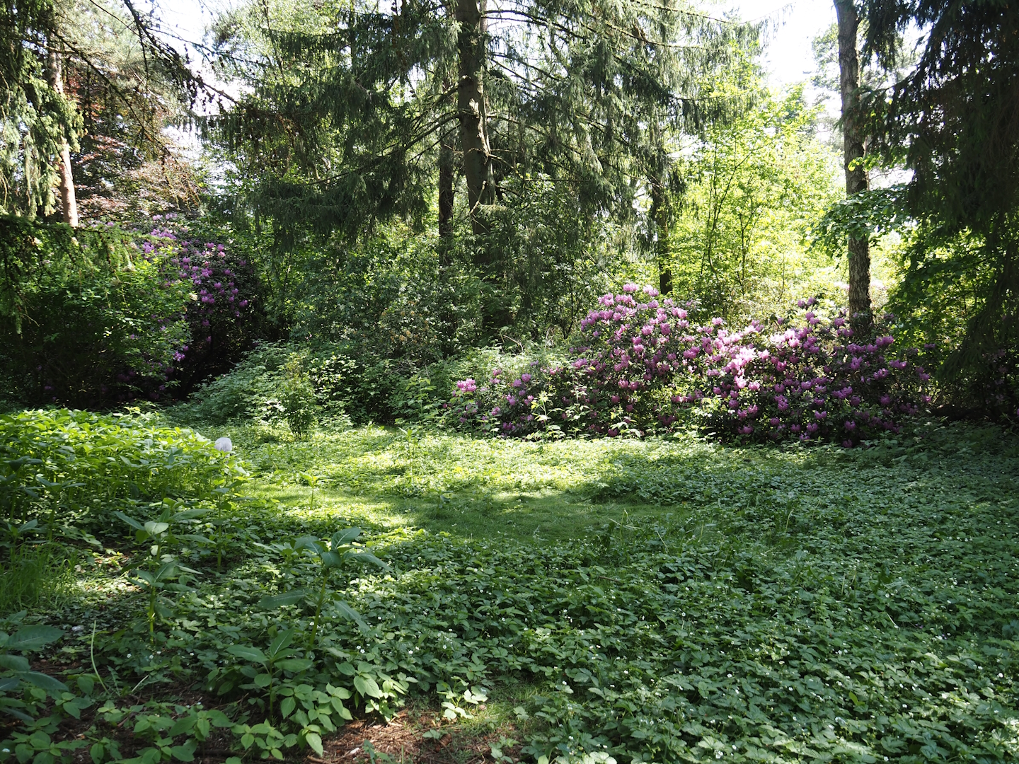 Demoiselle crane exhibit, 2024-05-21