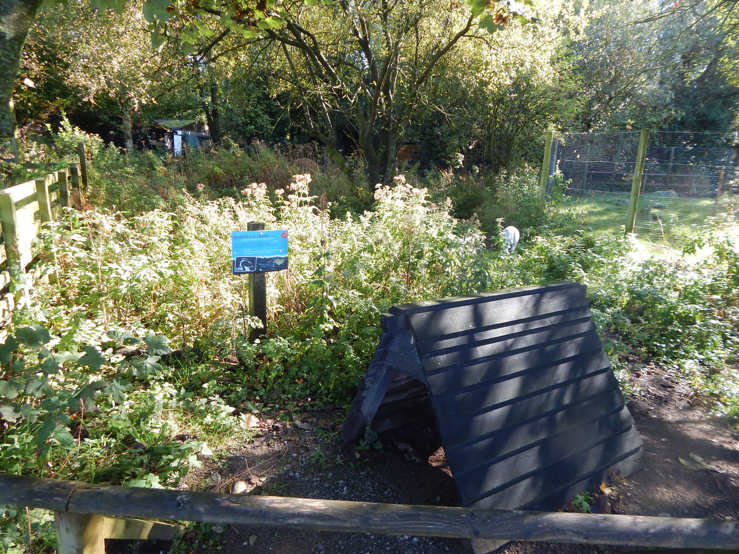 Demoiselle crane exhibit 230922