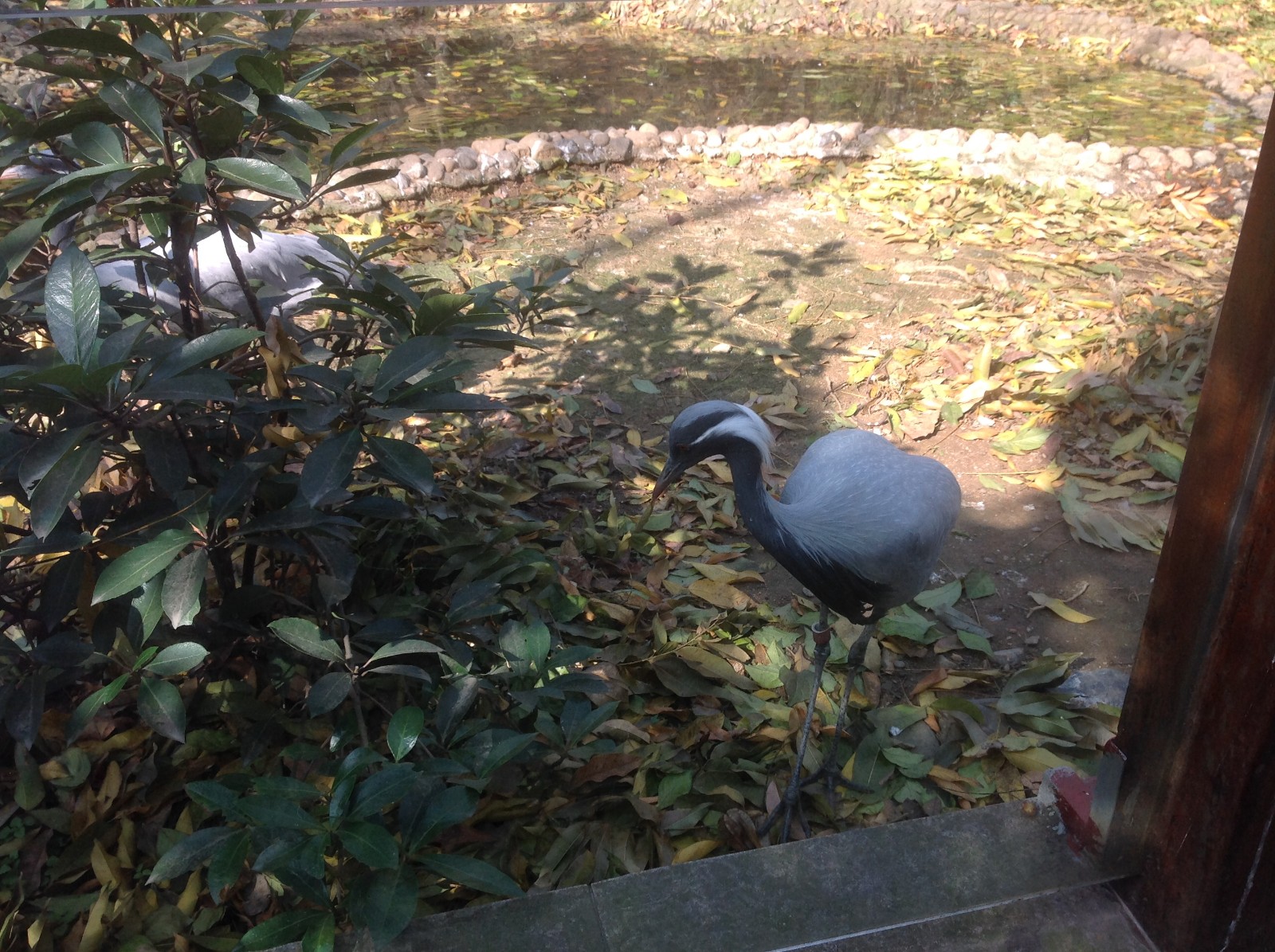 Demoiselle Crane exhibit