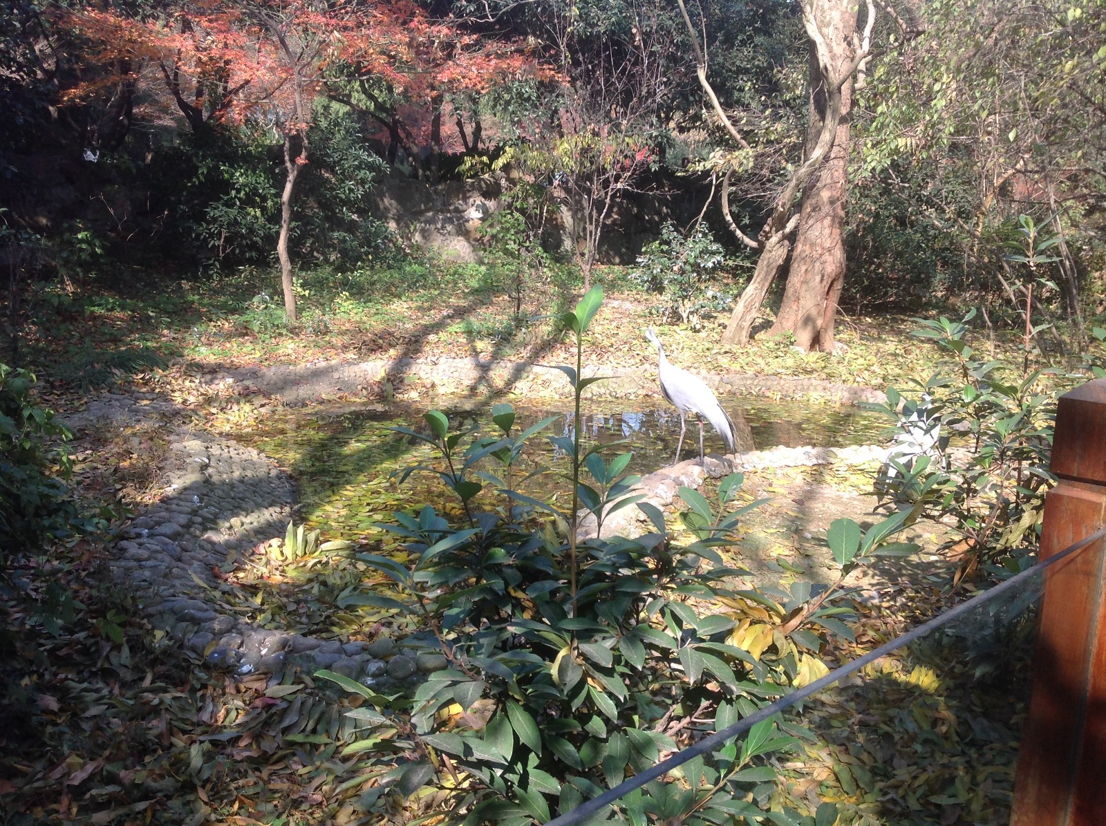 Demoiselle Crane exhibit