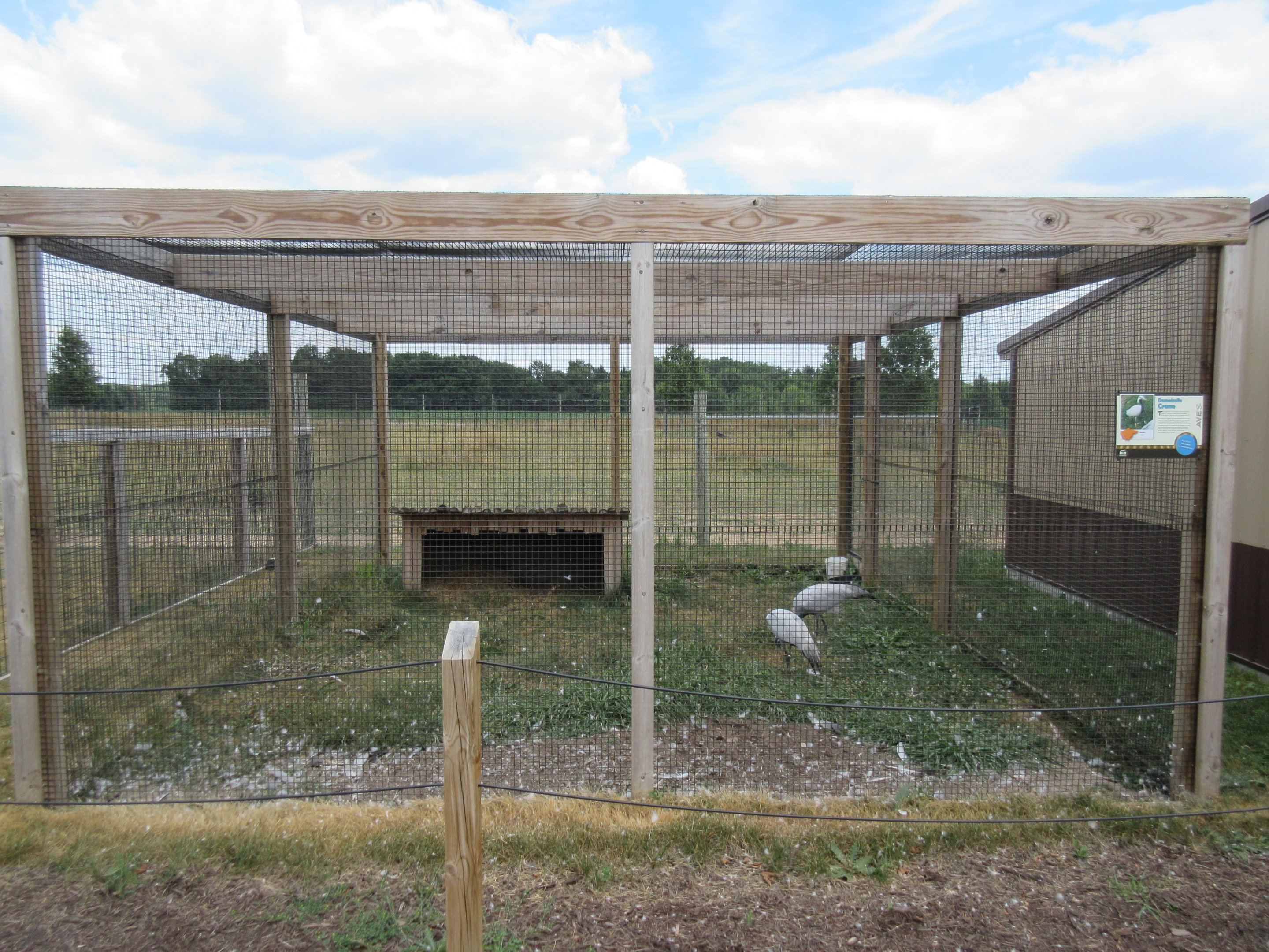 Demoiselle Crane Exhibit