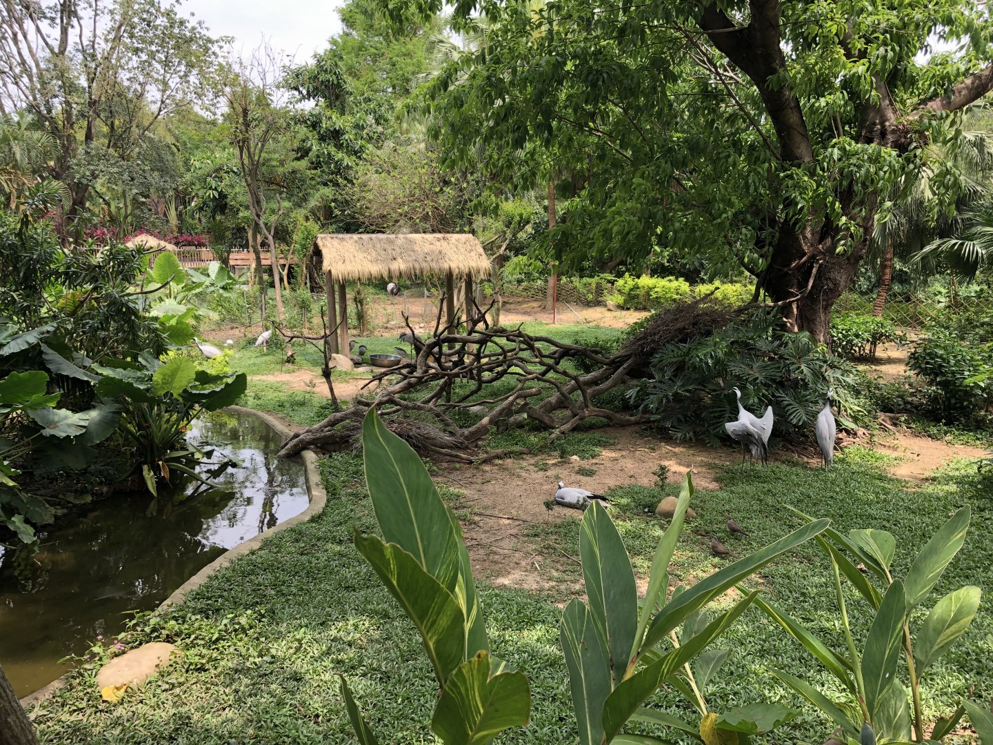 Demoiselle Crane Exhibit