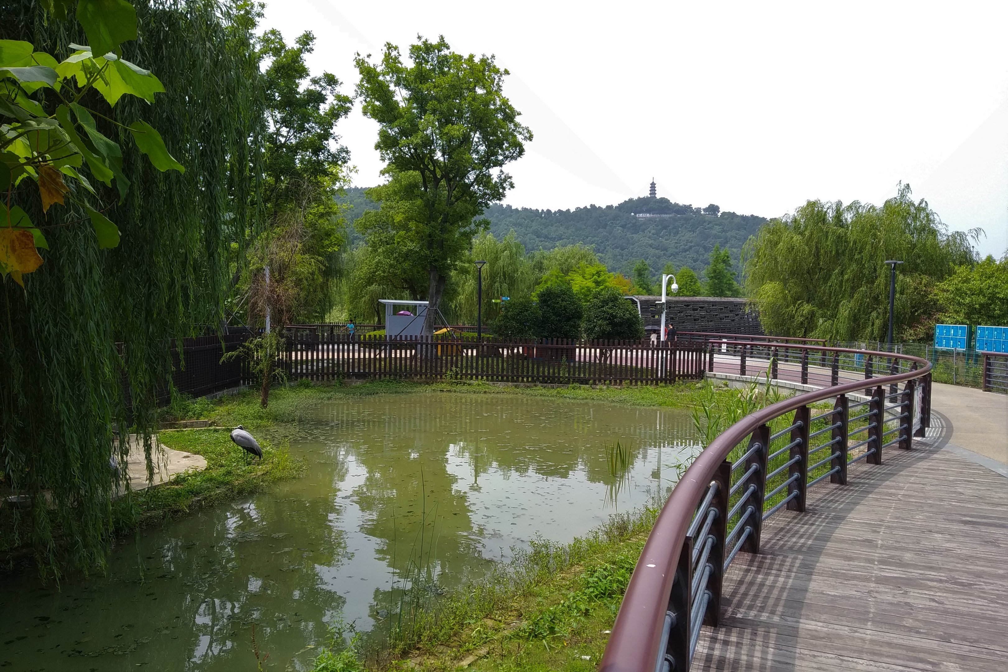 Demoiselle Crane Exhibit