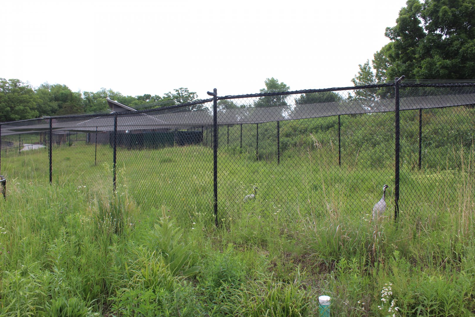 Demoiselle Crane Exhibit