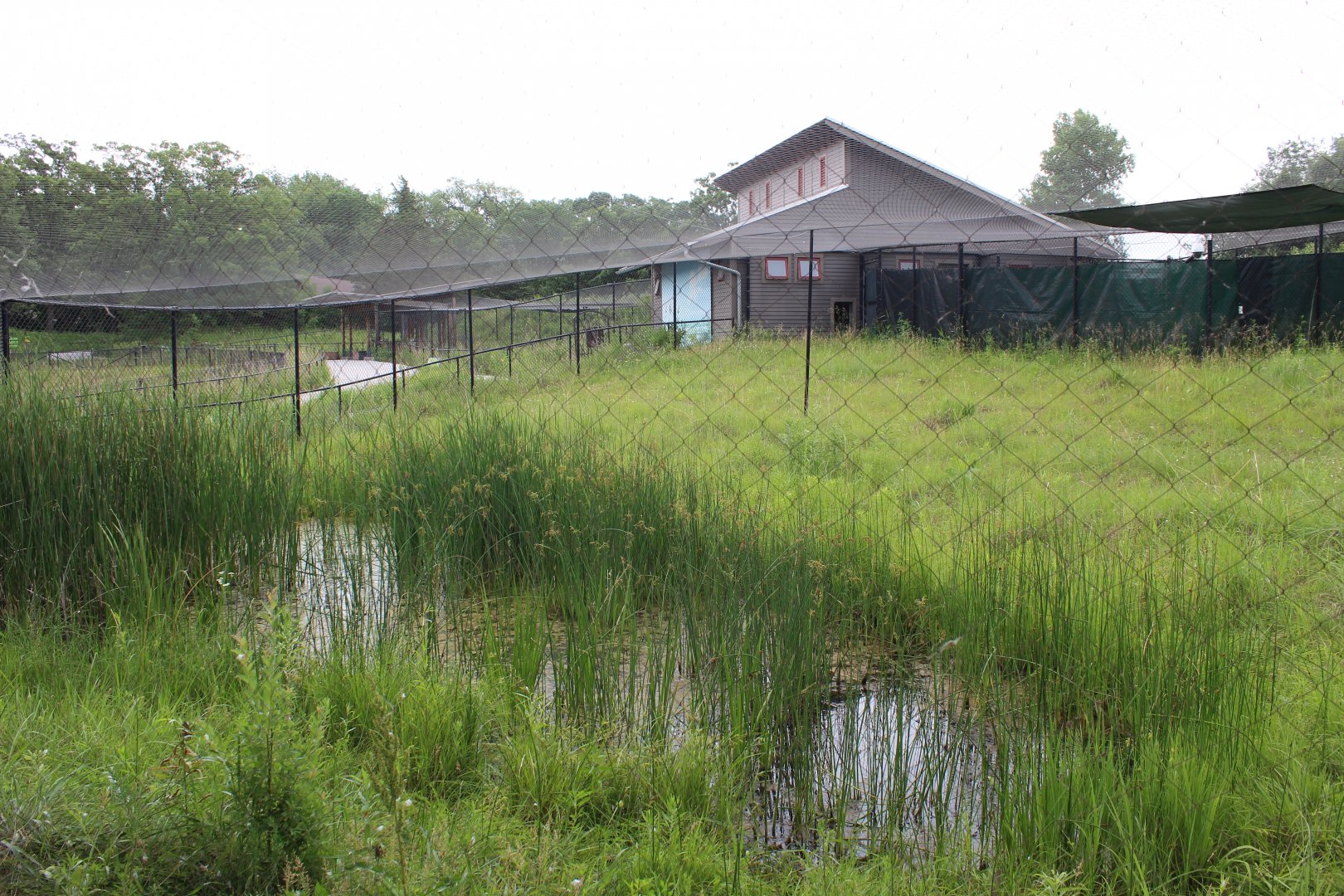Demoiselle Crane Exhibit