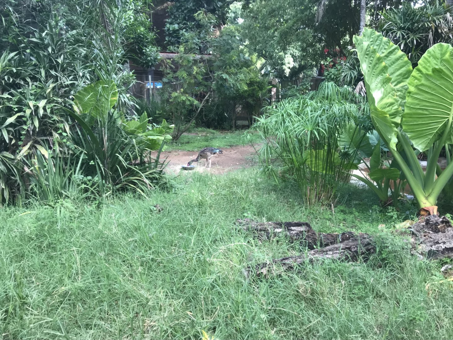 Demoiselle Crane Exhibit