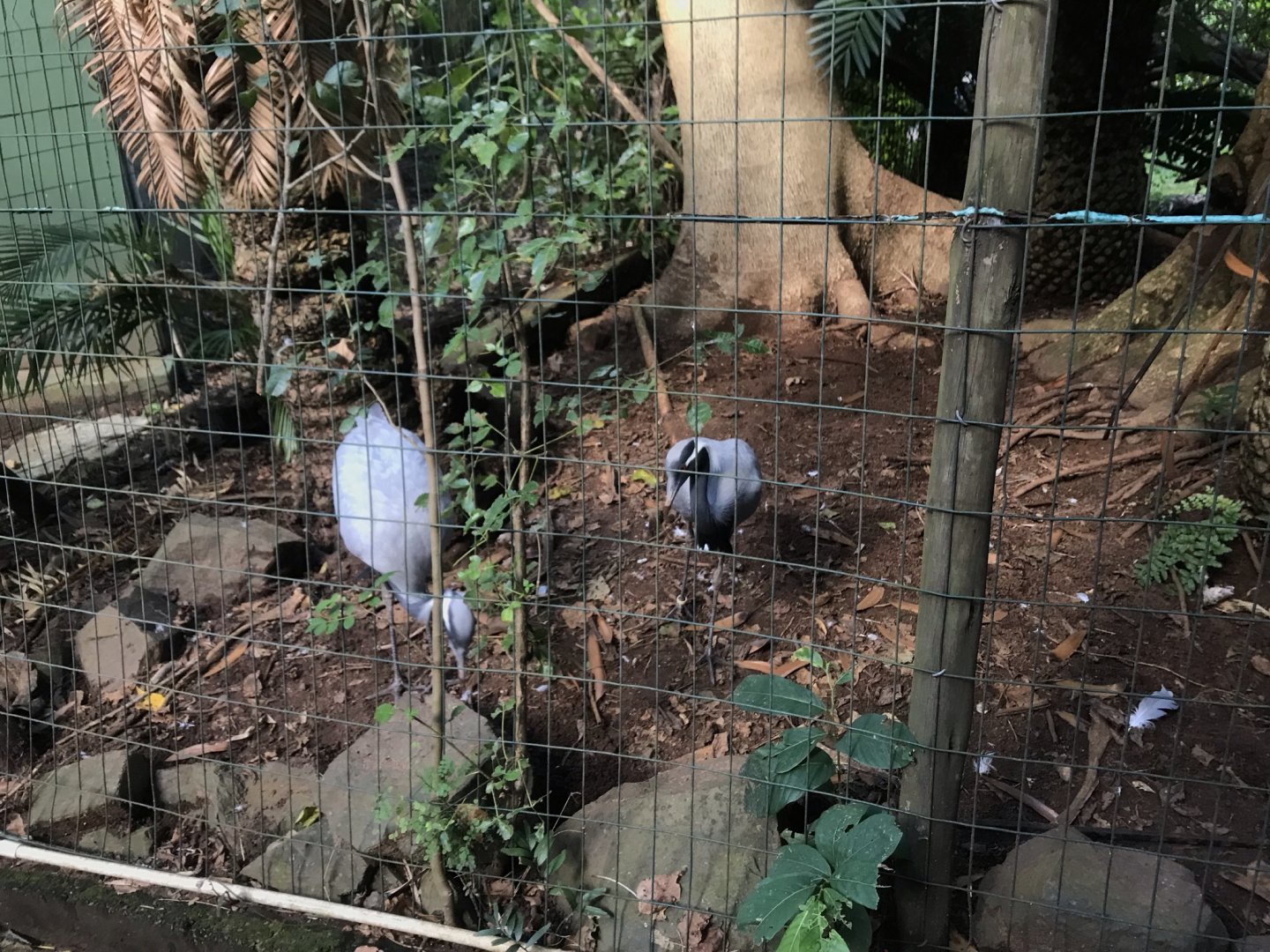 Demoiselle Crane Exhibit