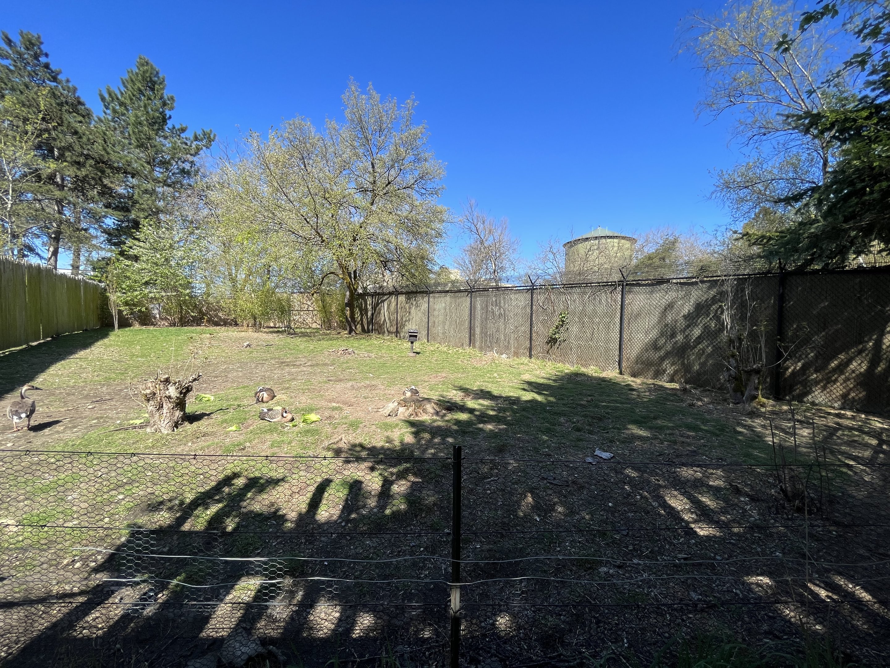 Demoiselle Crane Exhibit
