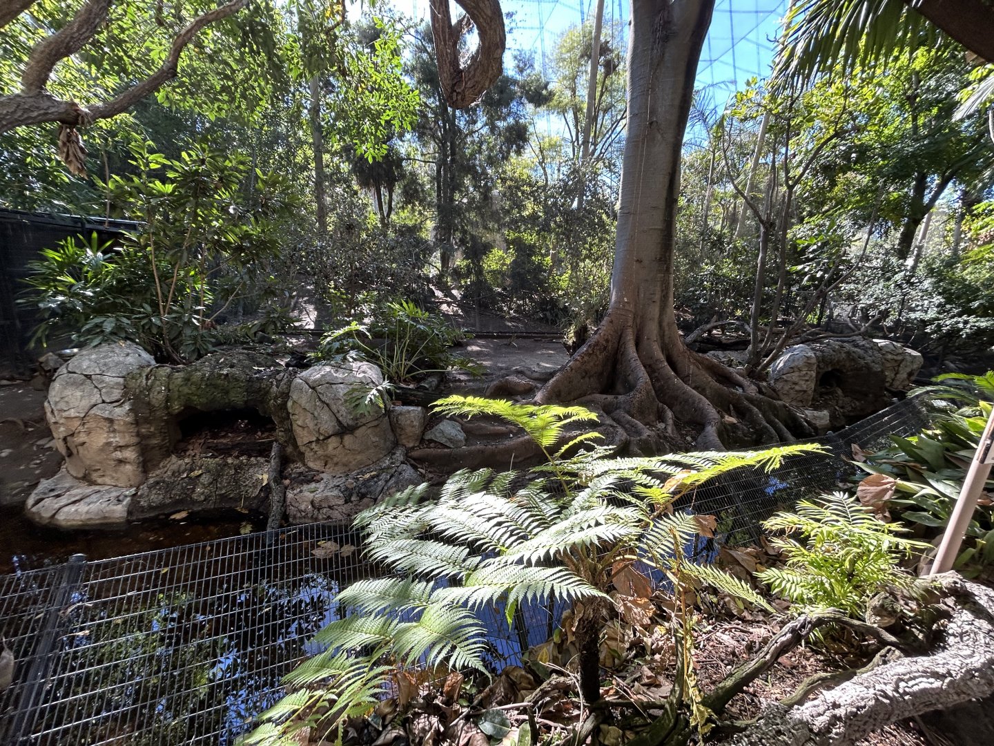 Demoiselle Crane Exhibit