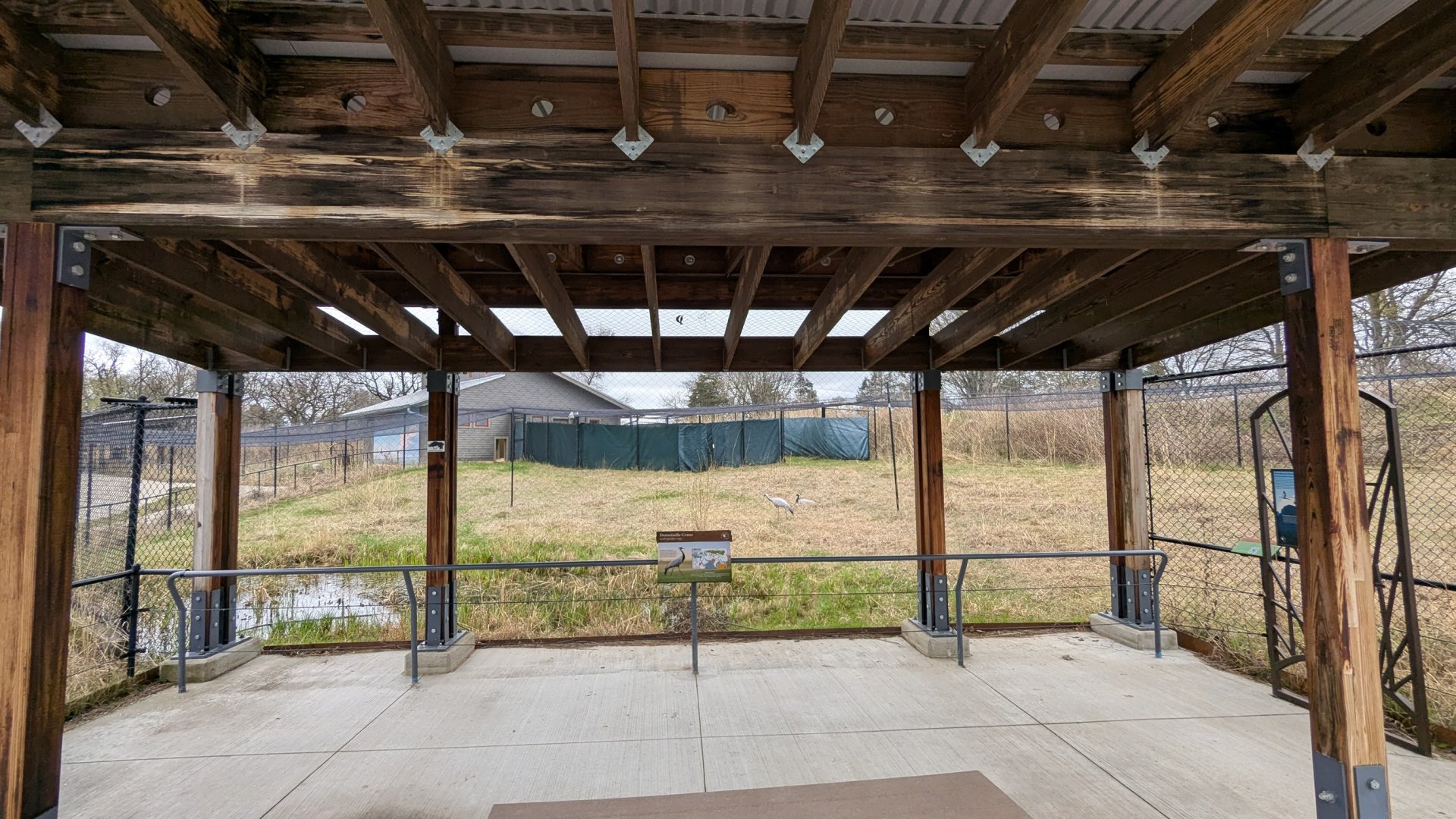Demoiselle crane exhibit