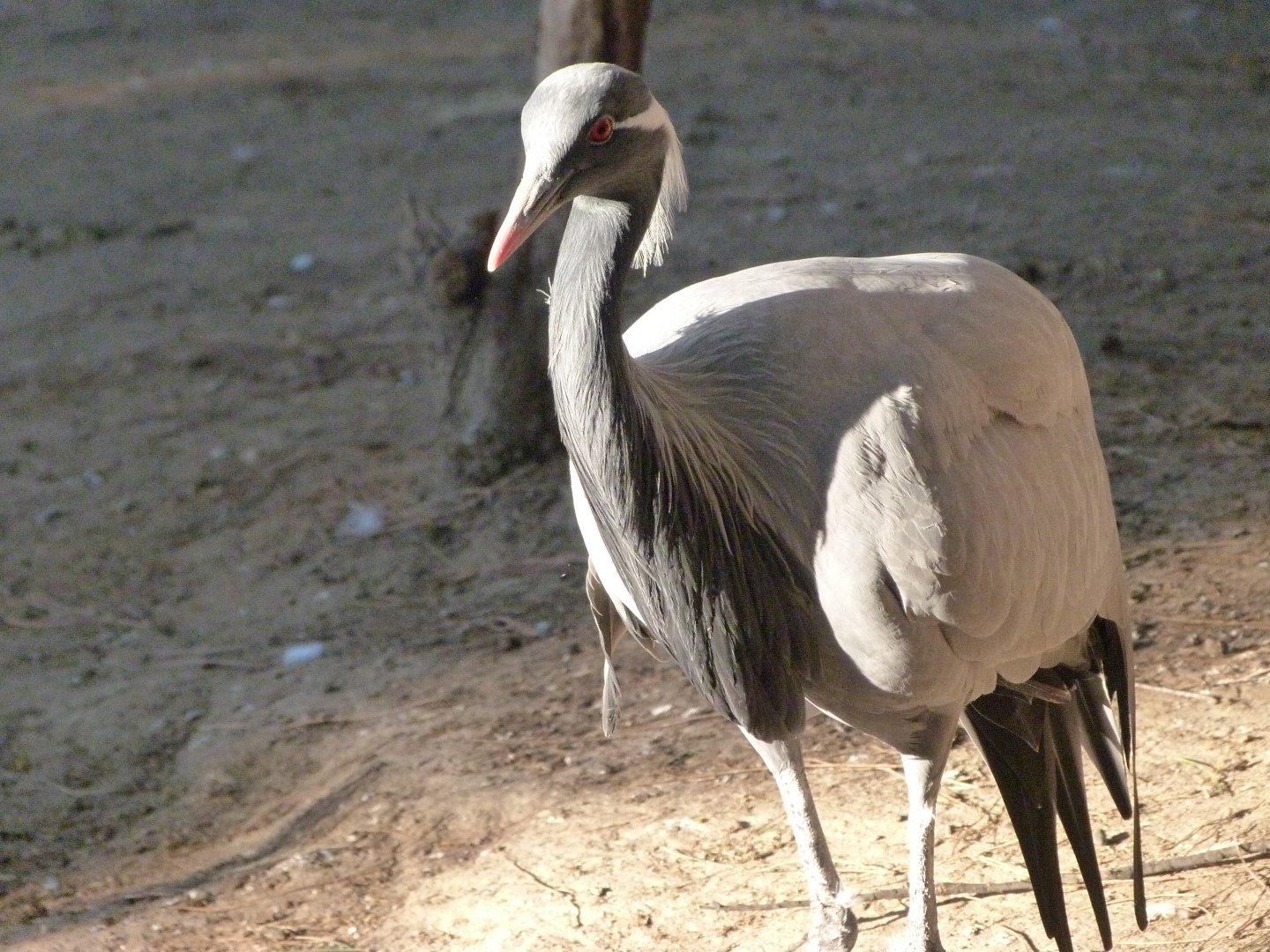 Demoiselle crane -Faunia (2025)