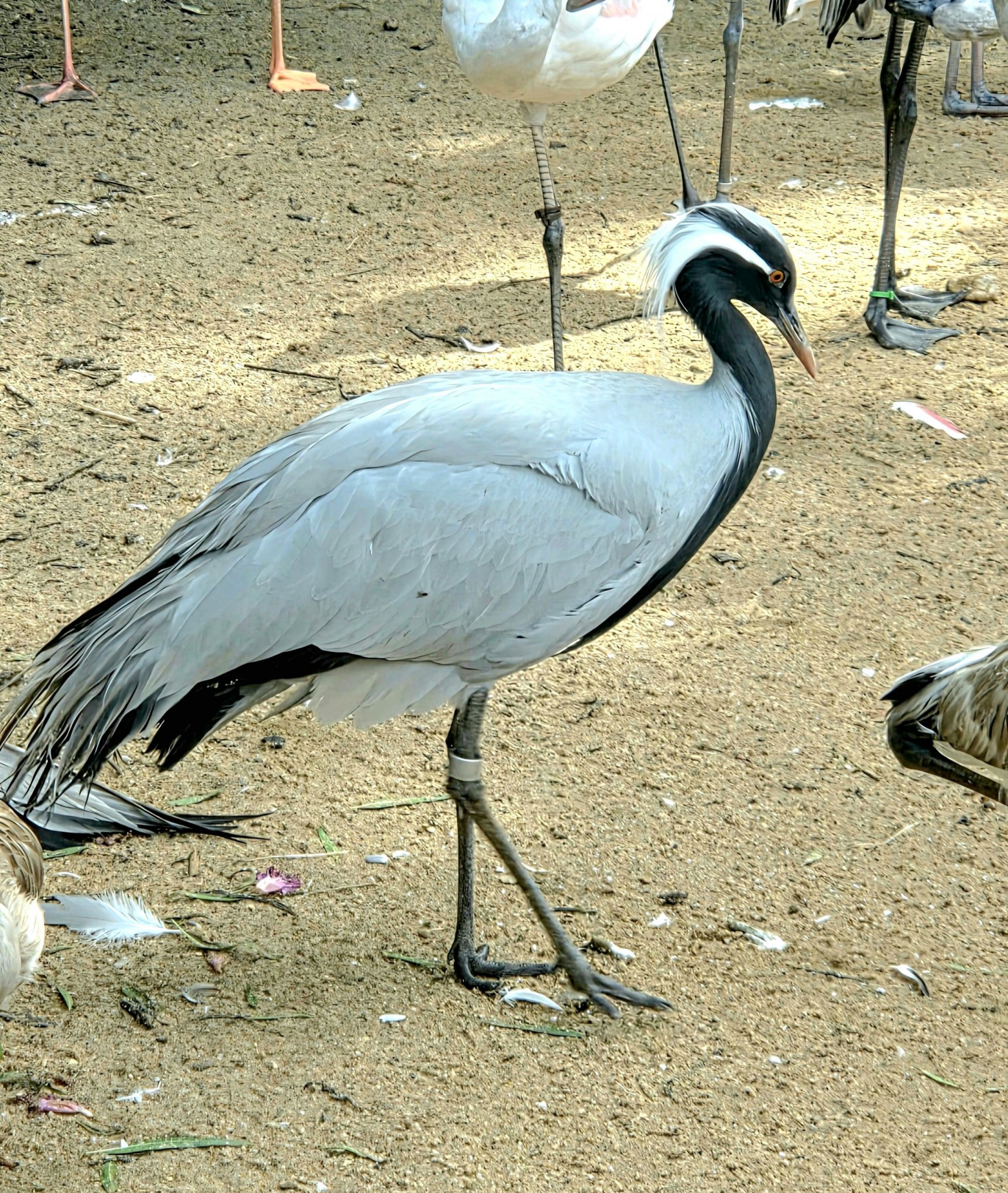 Demoiselle Crane - Fort Worth Zoo