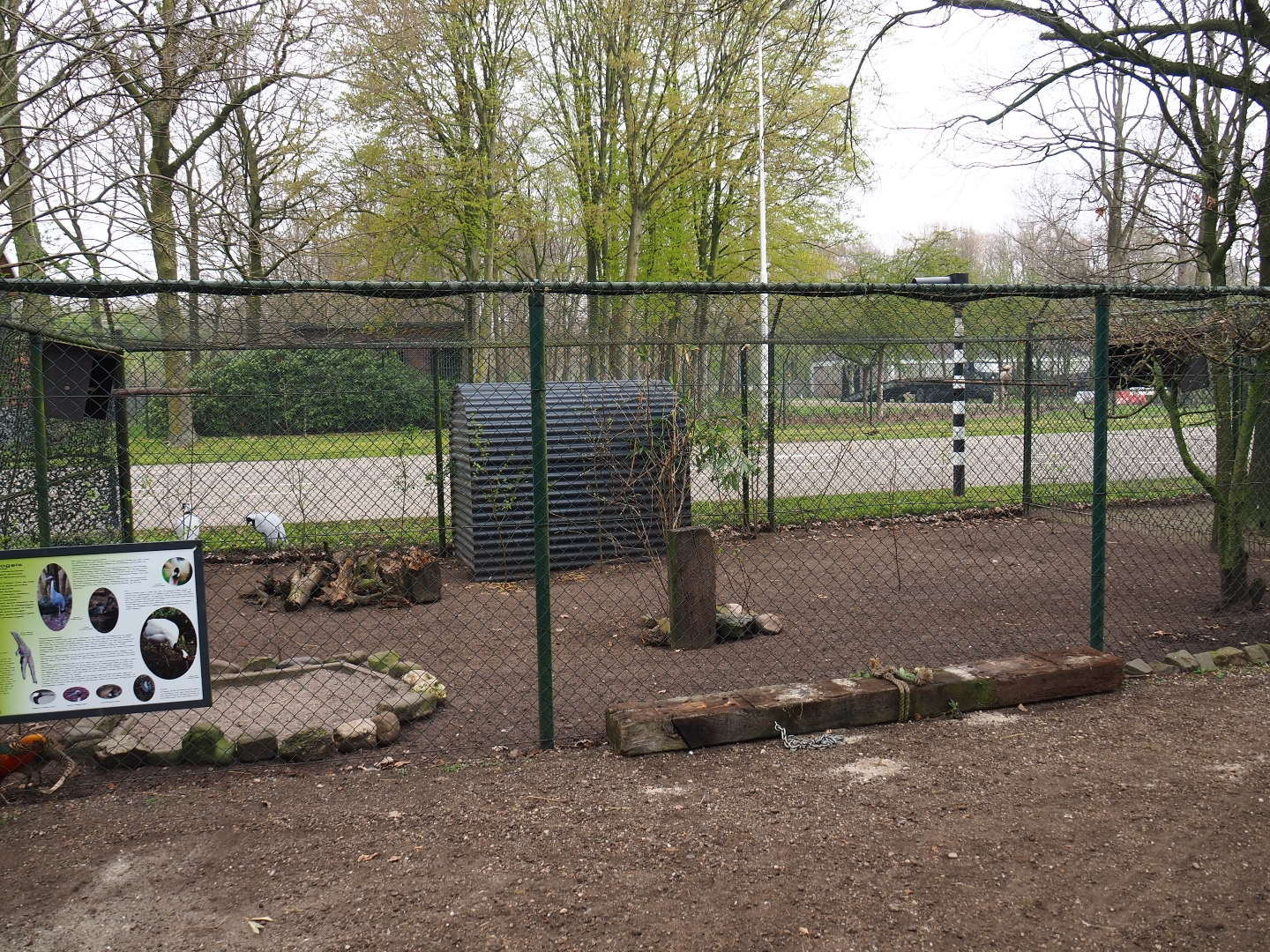 Demoiselle crane - Golden pheasant - Laughing kookaburra aviary, 2019-04-06
