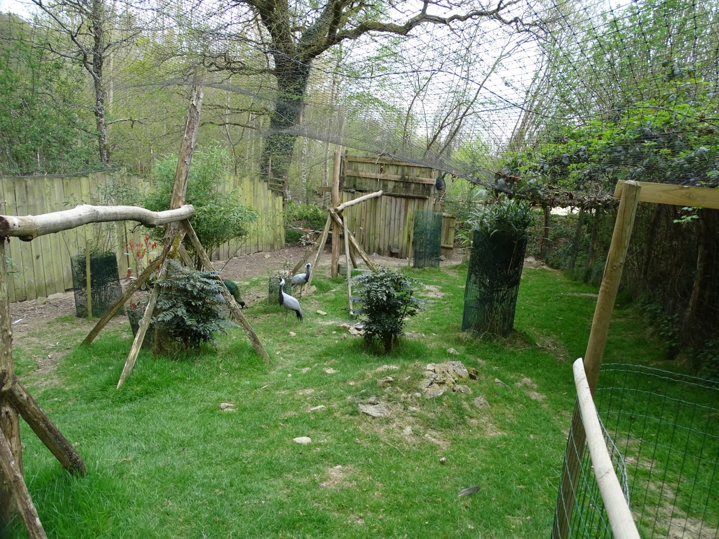 Demoiselle crane (Grus virgo) and green peafowl (Pavo muticus) aviary - Parc animalier d'Ecouves