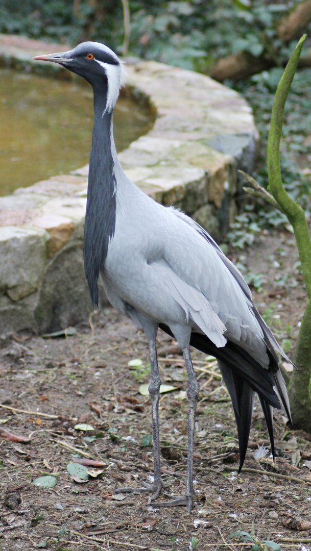 Demoiselle crane (Grus virgo)