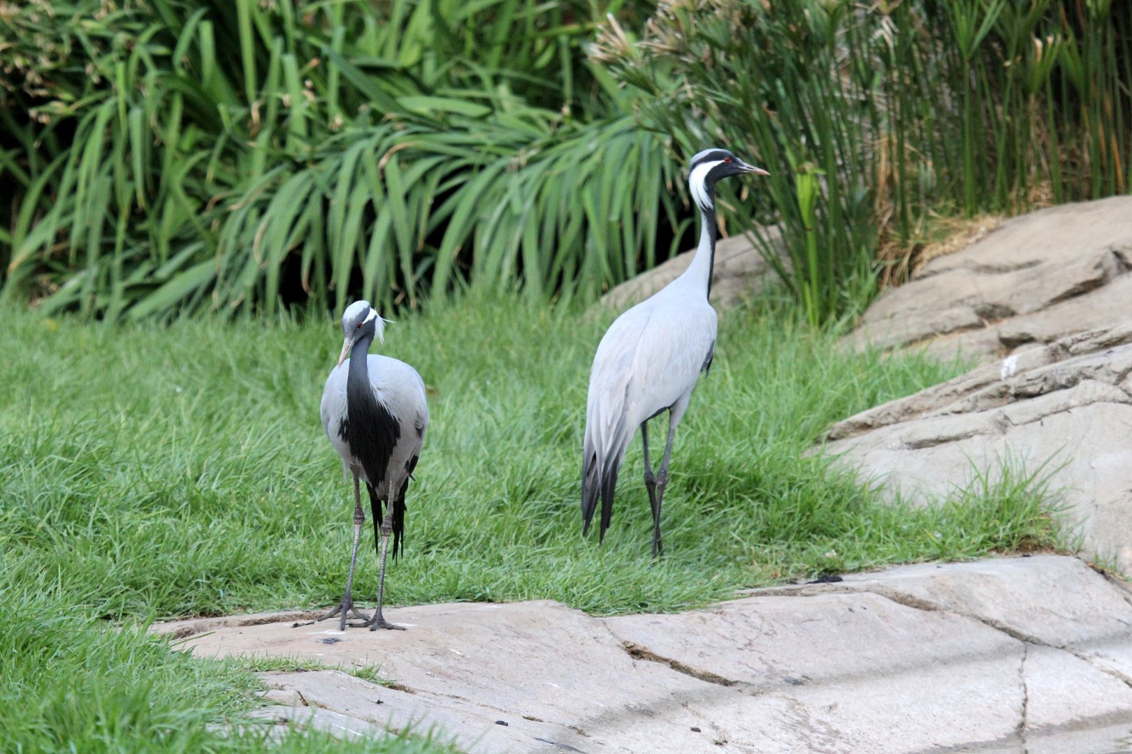 demoiselle crane (Grus virgo)