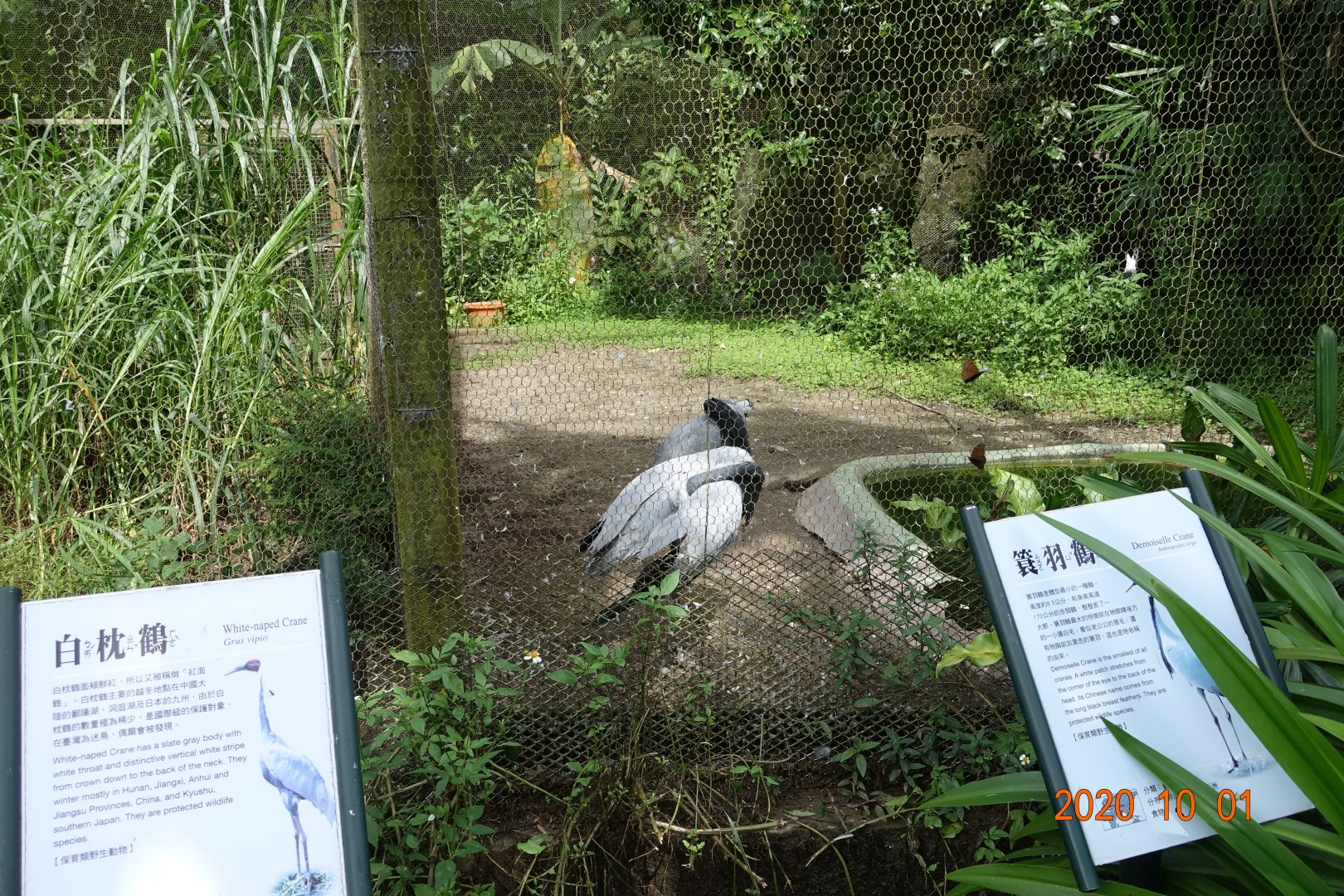Demoiselle Crane (Grus virgo)