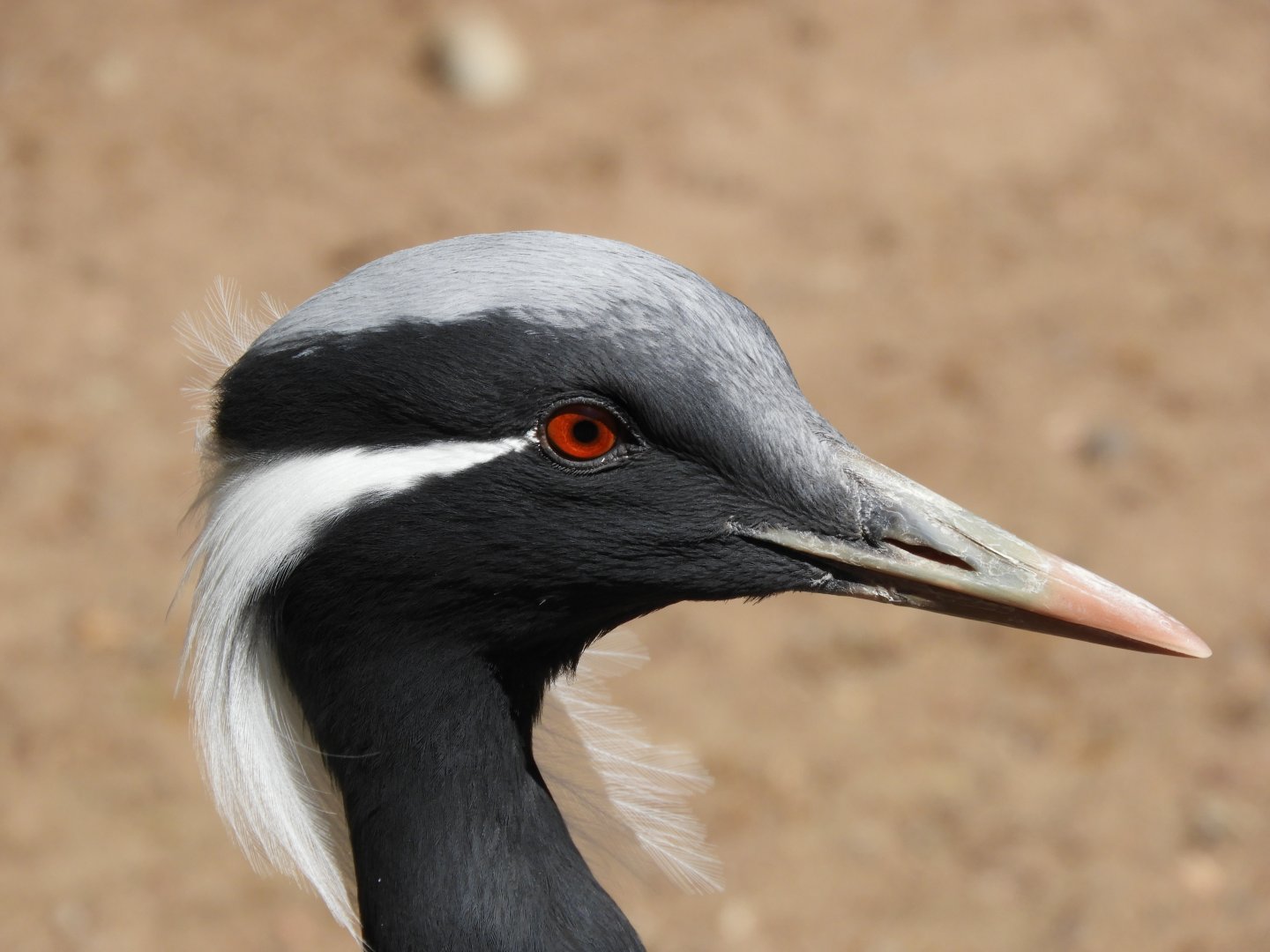 Demoiselle Crane (Grus virgo)