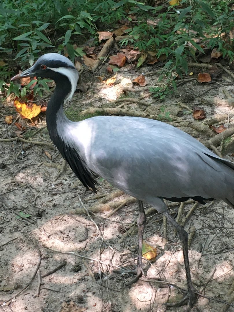 Demoiselle Crane (Grus virgo)