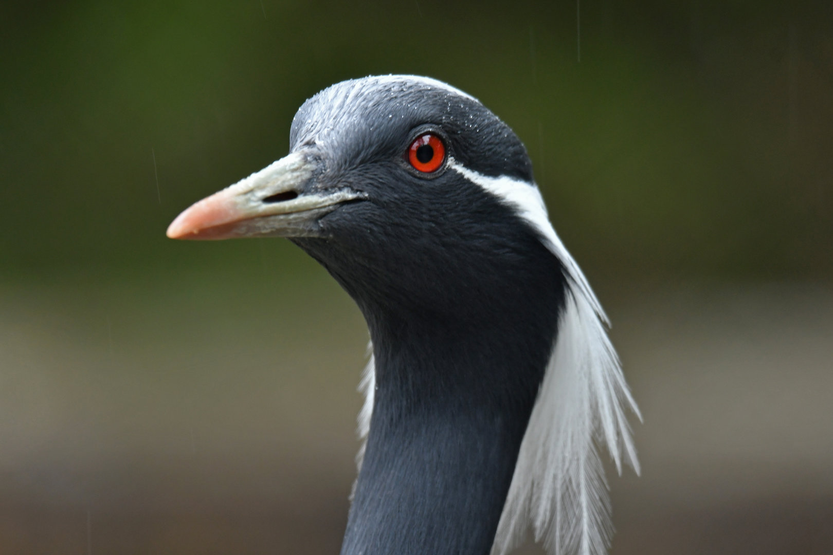 Demoiselle Crane Grus virgo