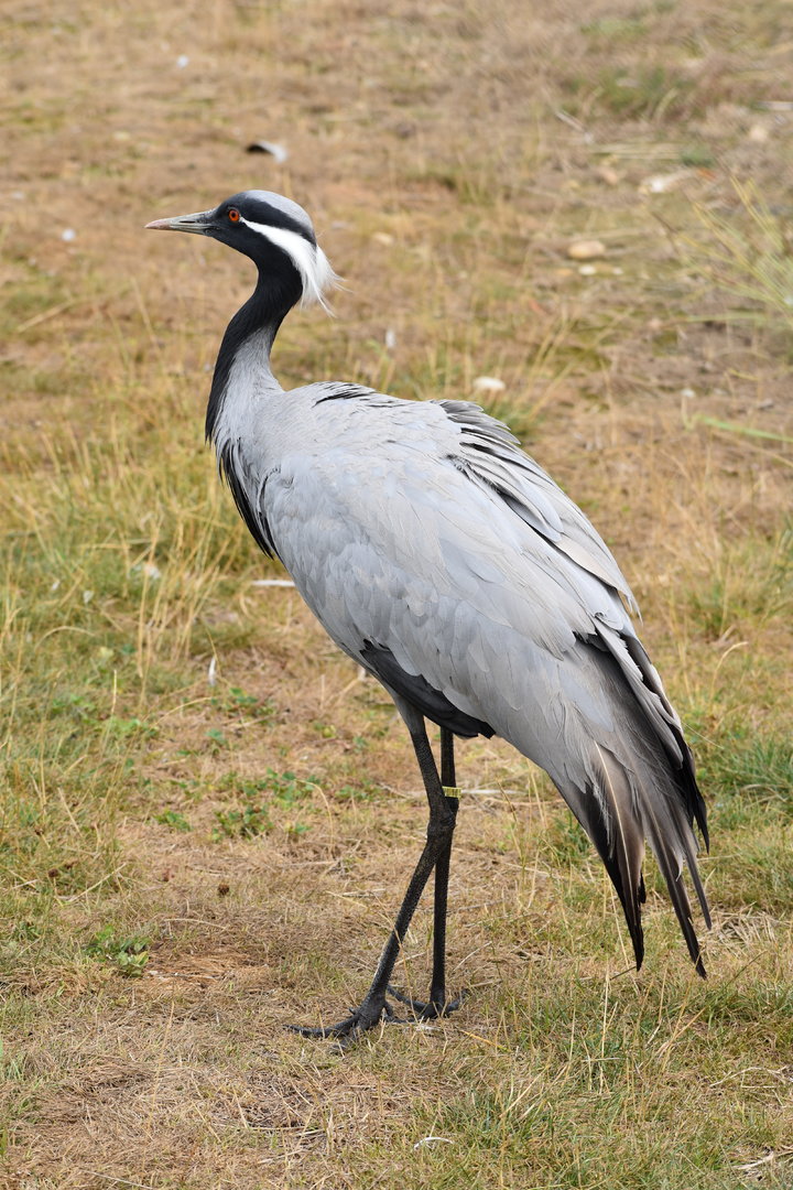 Demoiselle Crane - Grus virgo