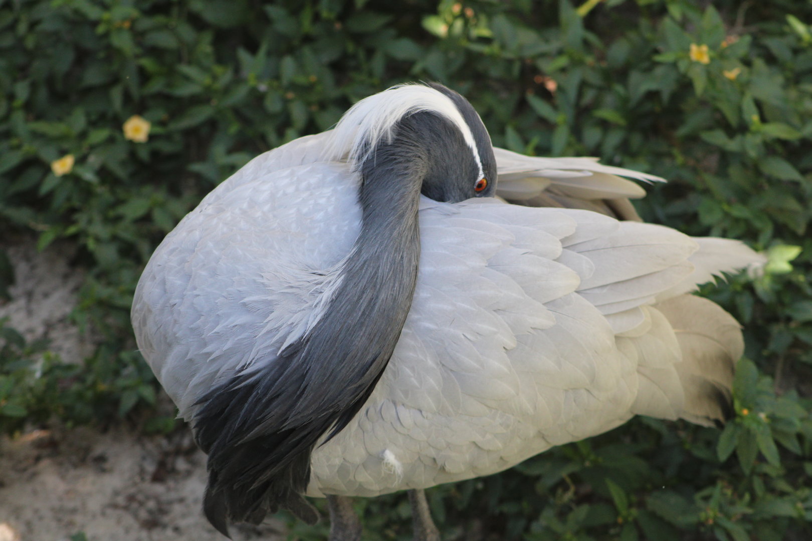 Demoiselle Crane (Grus virgo)