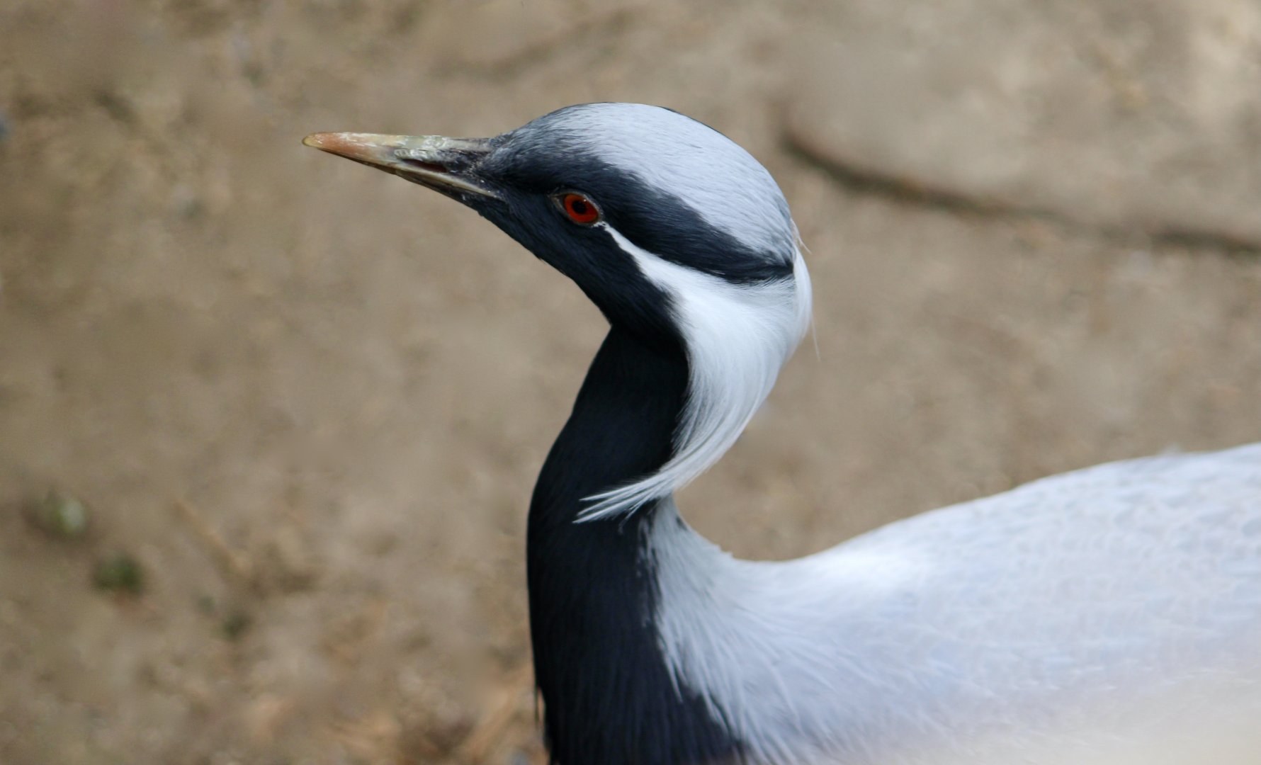 Demoiselle Crane (Grus virgo)