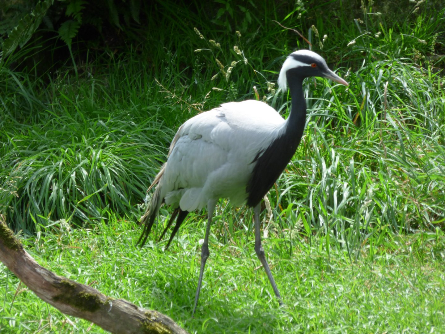 Demoiselle crane (Grus virgo)